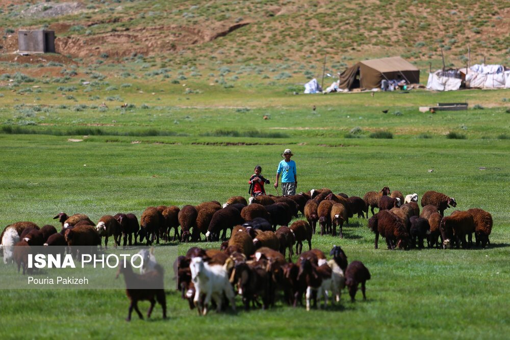 خرید تضمینی دام عشایر از امروز در سراسر کشور آغاز می شود