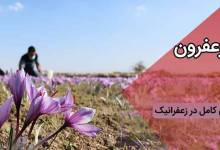 راهنمای خرید |زعفران
