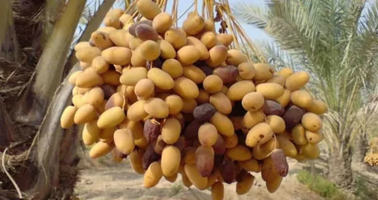 برترین های کار و کسب