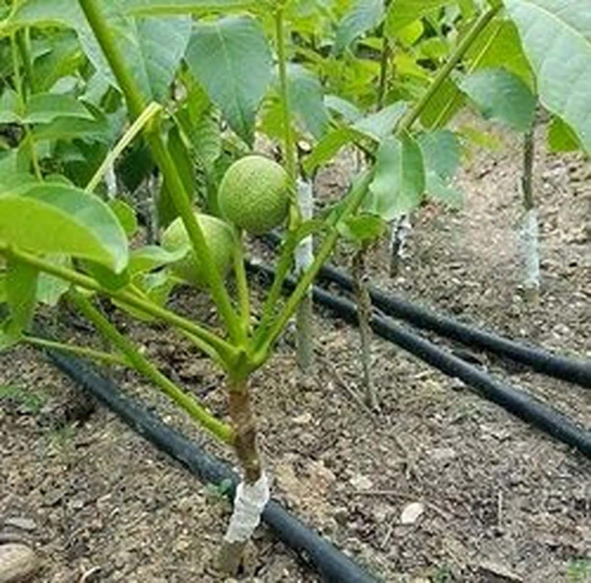 درخت گردو
