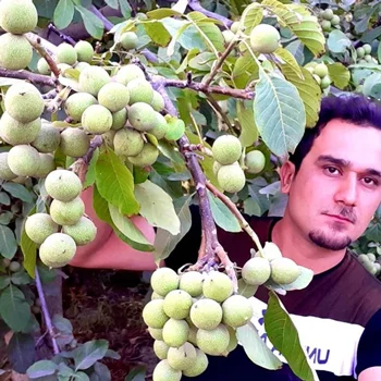 درخت گردو