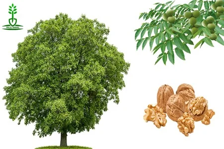 علمی و پزشکی