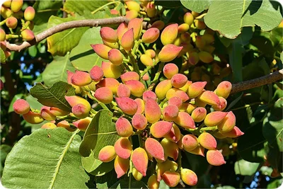 علمی و پزشکی