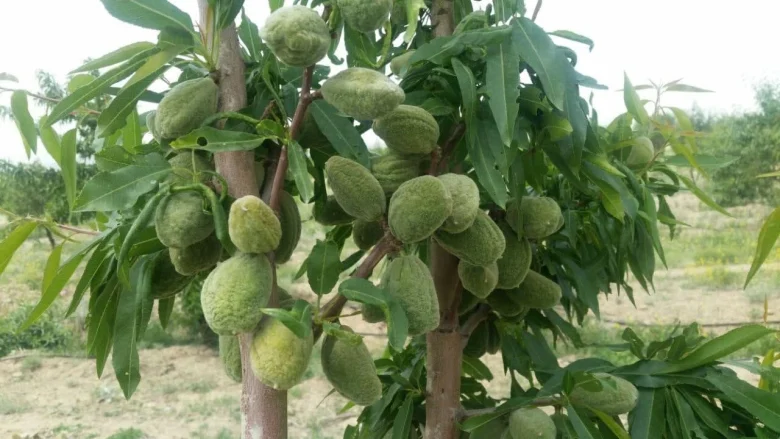 عمومی