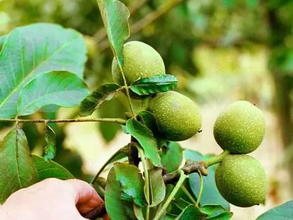 عمومی