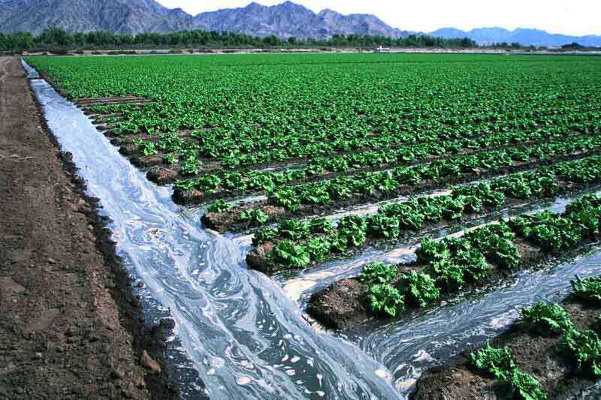 «کشاورزی و آب» محور برنامه‌های برش استانی اقتصاد دانش بنیان در قزوین